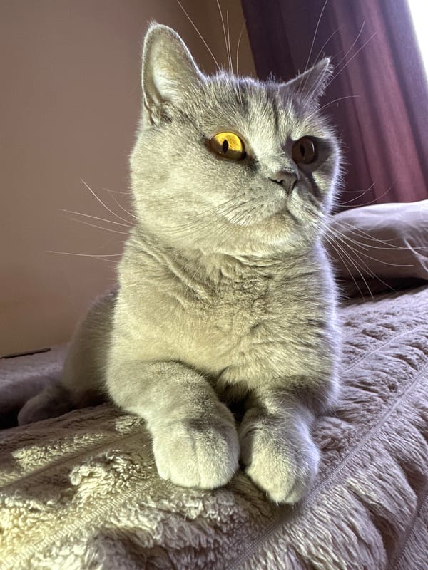 British Shorthair cat photographed resting on blanket in Ternopil