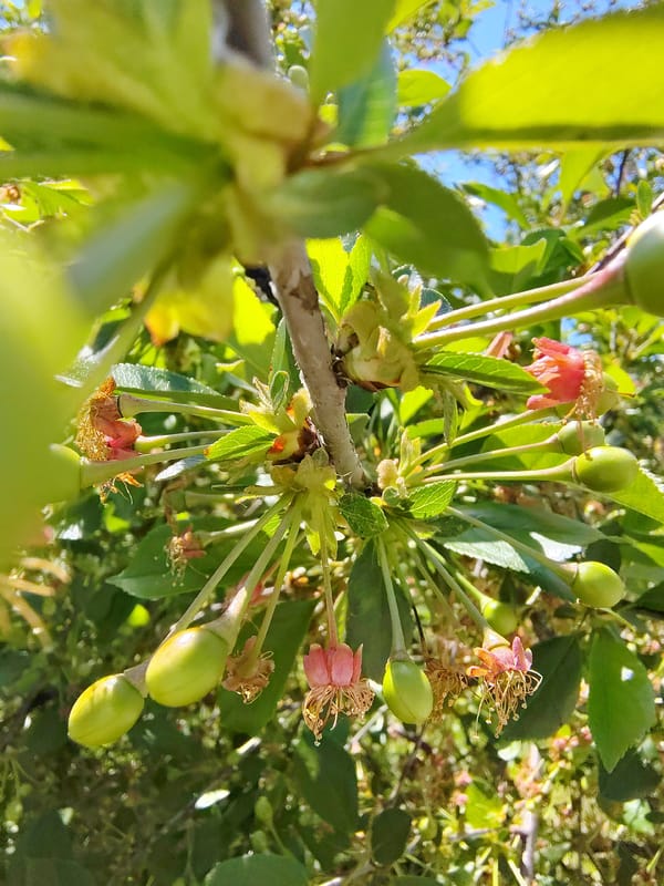 Spring flora documented: cherry blossoms, dandelion seeds, sunlit branches