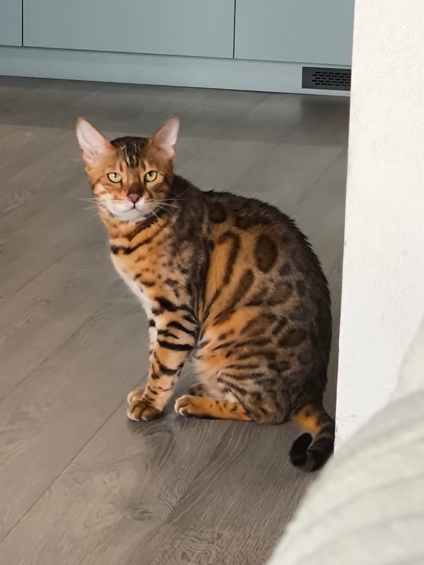 Bengal cat spotted in Izhevsk home interior