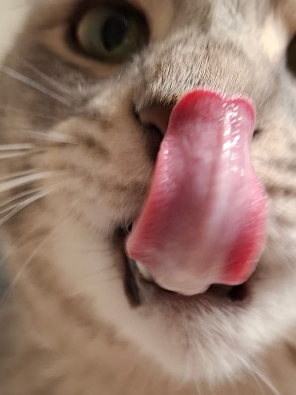 Multiple cat portraits captured within five-minute span