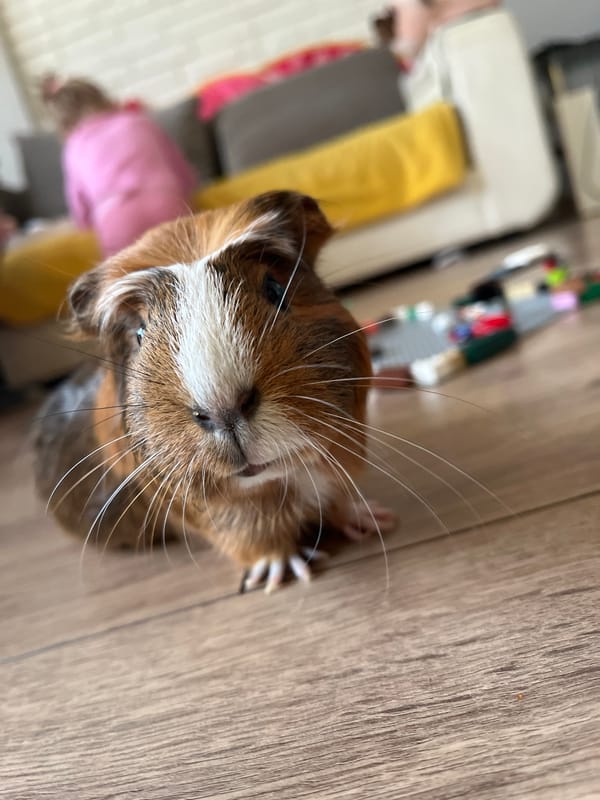 Guinea pig close-ups and city skyline dusk views