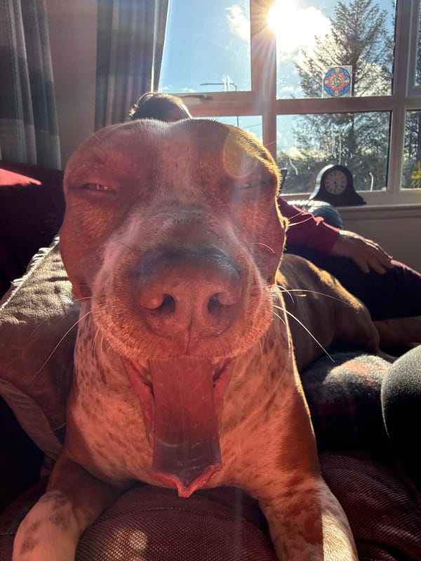 Dog rests on cushion in sunlit window in Blackburn