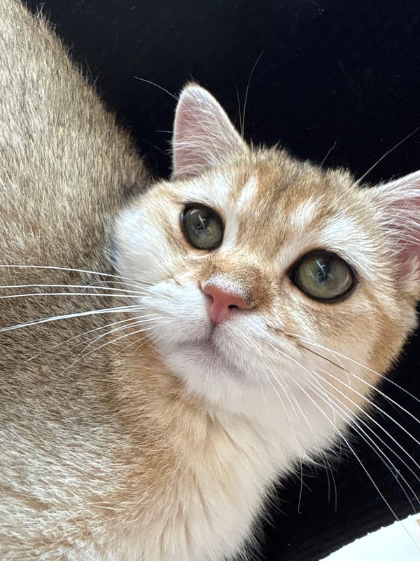 Golden British Shorthair cat at home in Bönnigheim