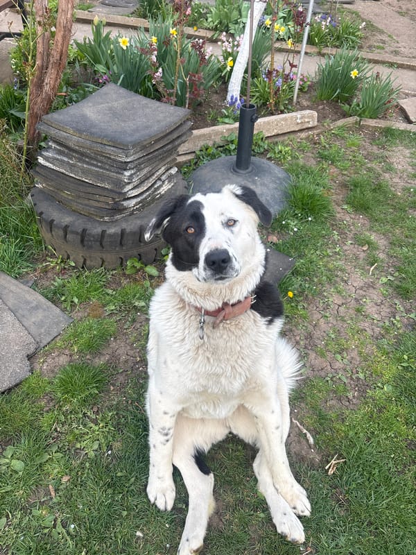 Dog rests in residential garden in Dolna Dikanya, Bulgaria