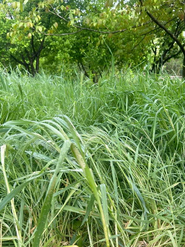 Morning dew documented in Bulgarian field near Pleven