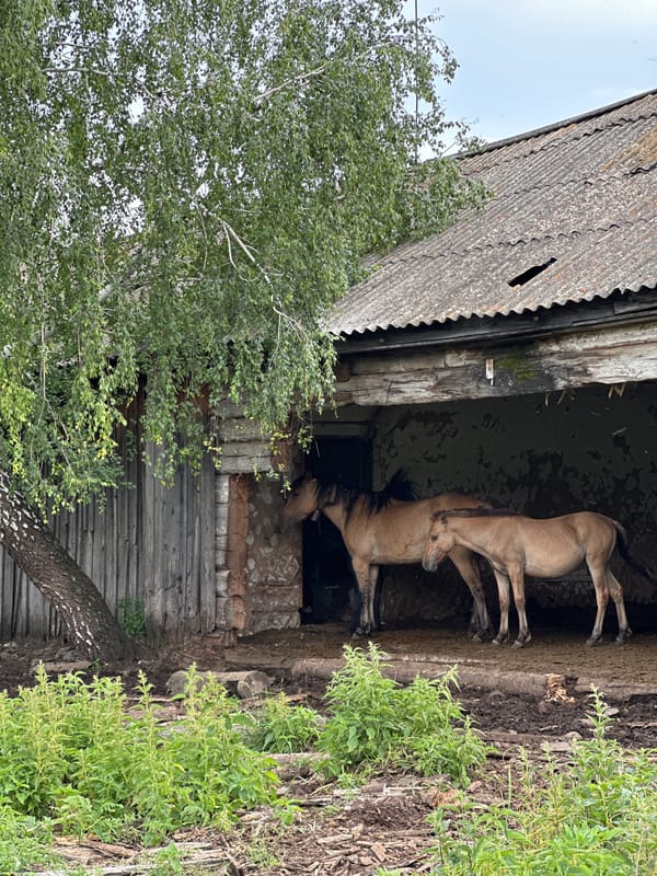 Horses, old farm equipment, and a weathered rural property