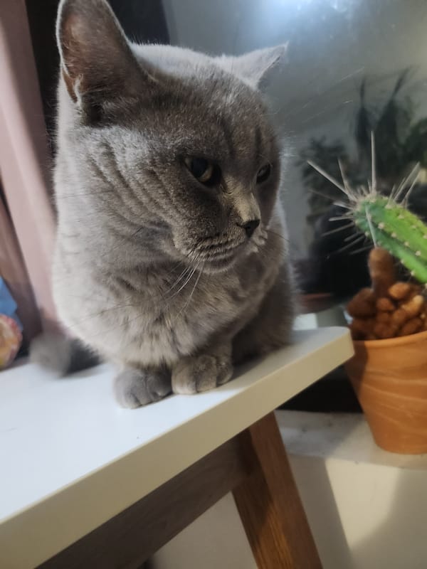 Grey British Shorthair cat at home in Tsarevo, Bulgaria