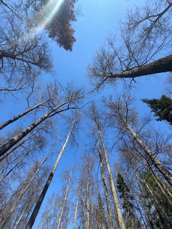 Spring awakening documented in Chernushka park and woodland area
