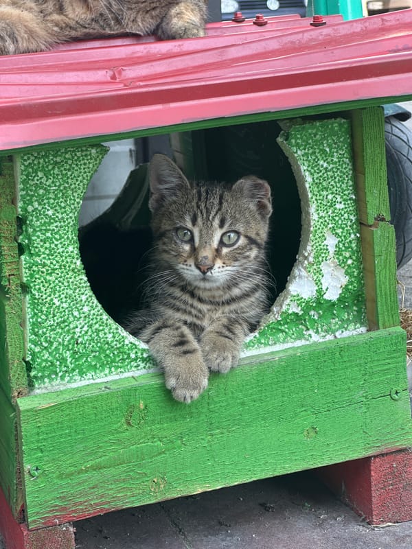 Tabby cat and kitten share a colorful wooden cat house in Varna