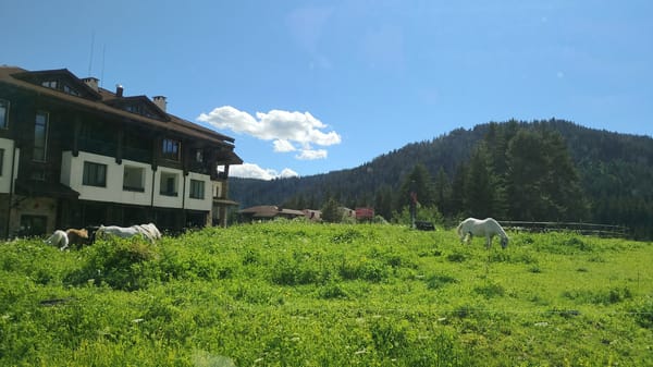 Horses grazing near mountain hotel in Smolyan Bulgaria