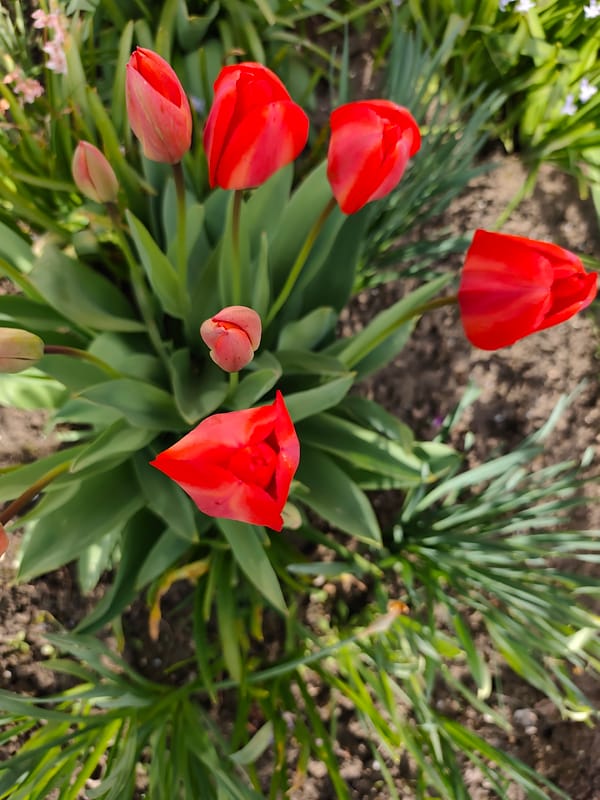 Spring flowers bloom in Bulgarian coastal gardens