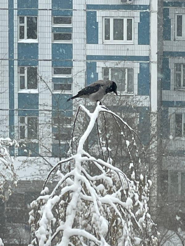 Hooded crow spotted on snowy Moscow branch during spring