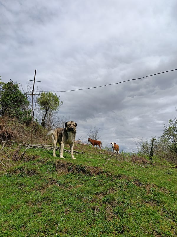 Dogs spotted in rural Abkhazia countryside amid pastoral setting