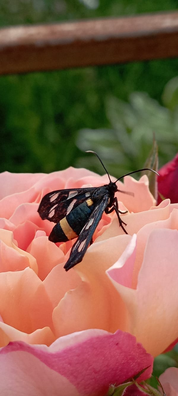 A Ukrainian garden's roses and blooms, up close.