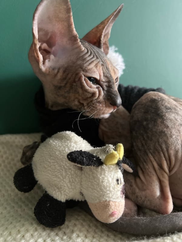 Clothed Sphynx cat spotted on couch in Kazan