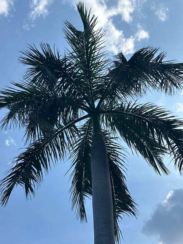 Neighborhood morning in Vietnam: plants, streets, and a pharmacy