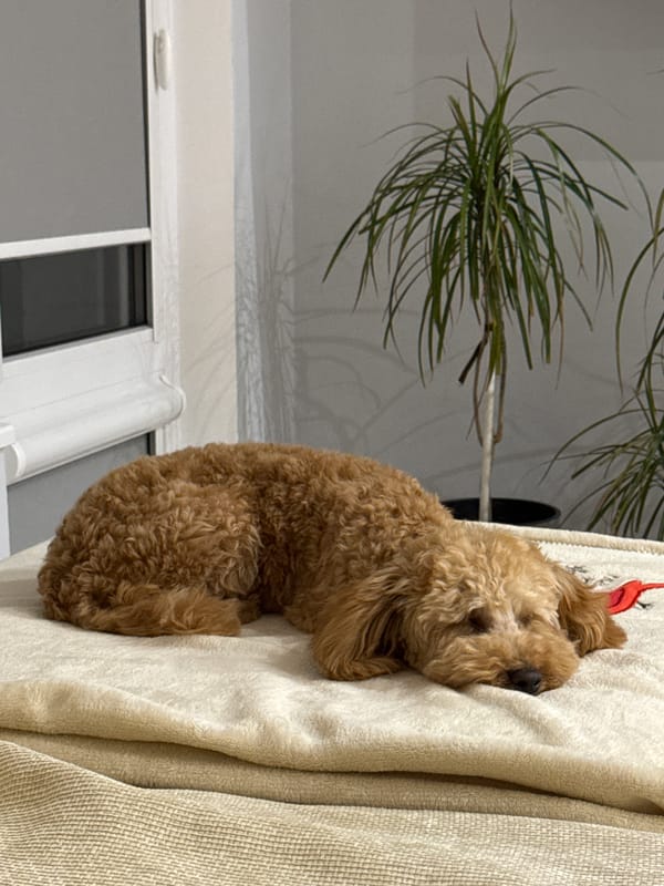 Poodle naps on couch in Bulgarian home