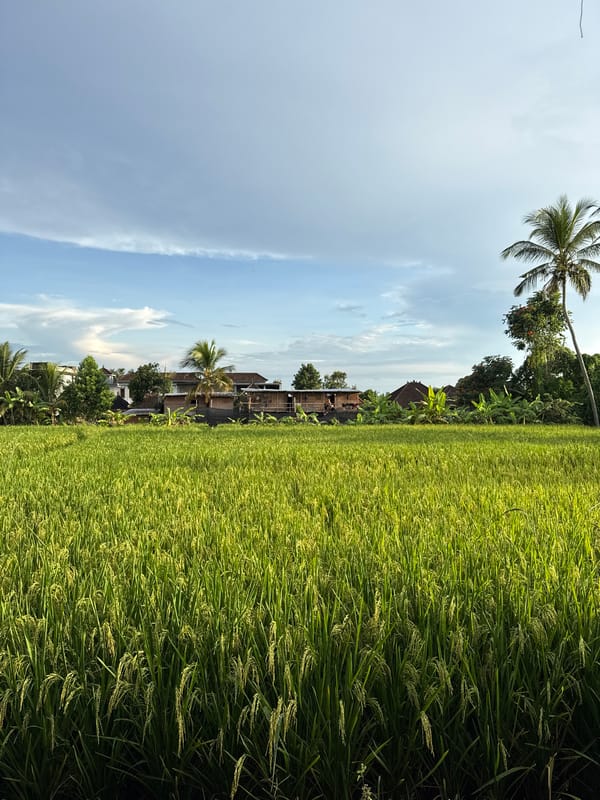 Rice fields photographed in Ubud District, Indonesia