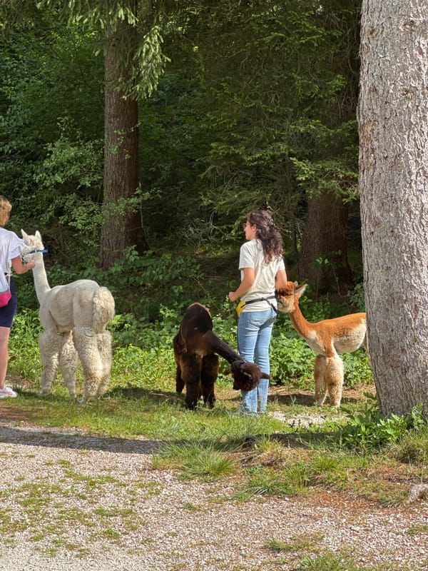 Lakeside trails and alpacas in the Dolomites foothills