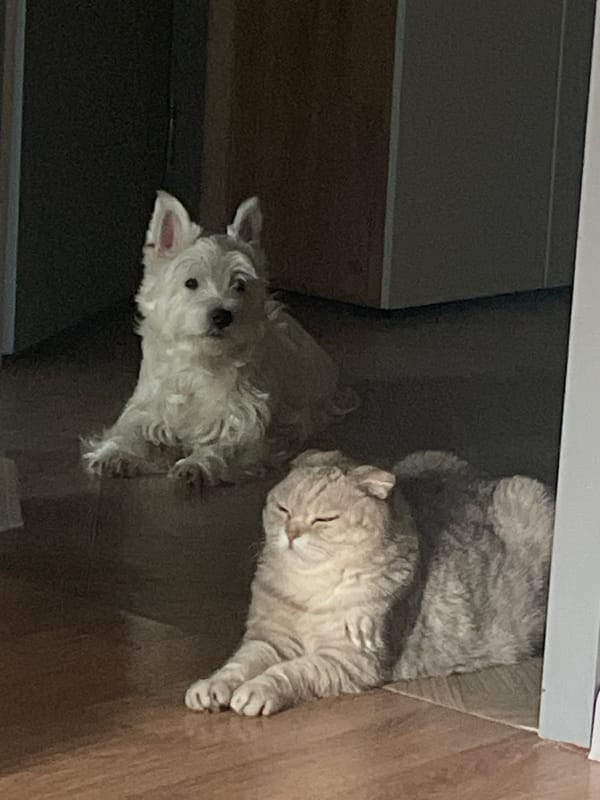 Dog and cat rest together in Samara