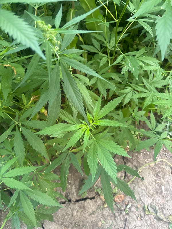 Home garden, new baby, and drug paraphernalia in Almaty