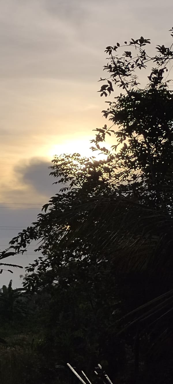Sunset observed through vegetation in Lhokseumawe, Indonesia
