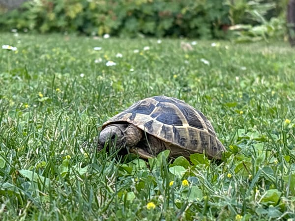 Tortoise spotted wandering through garden areas in Radilovo, Bulgaria