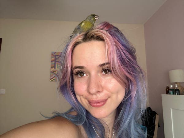 A greenfinch found, held, and lost in a Gijón bedroom