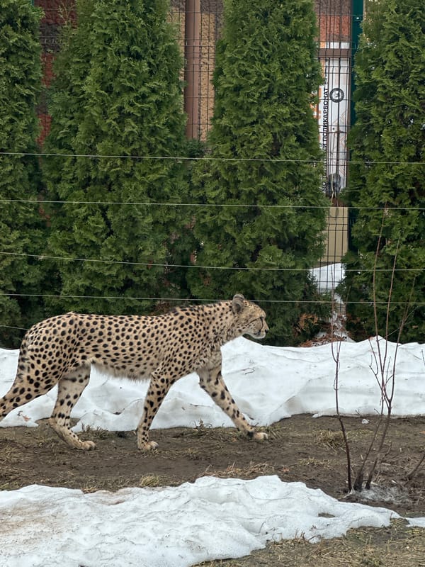 Visitor documents morning tour of Kazan Zoo exhibits