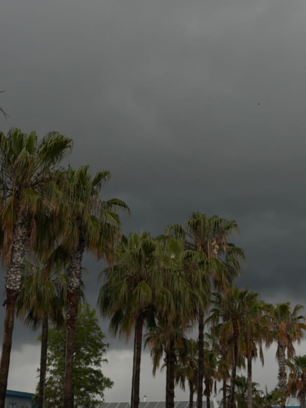 Palm trees sway in windy weather in Manavgat, Turkey