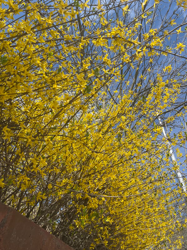 Yellow flowering bush blooms in Dobrich, Bulgaria spring scene