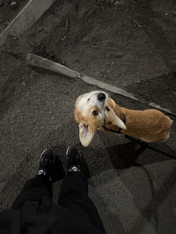 Corgi and owner photographed on street in Borzya, Russia