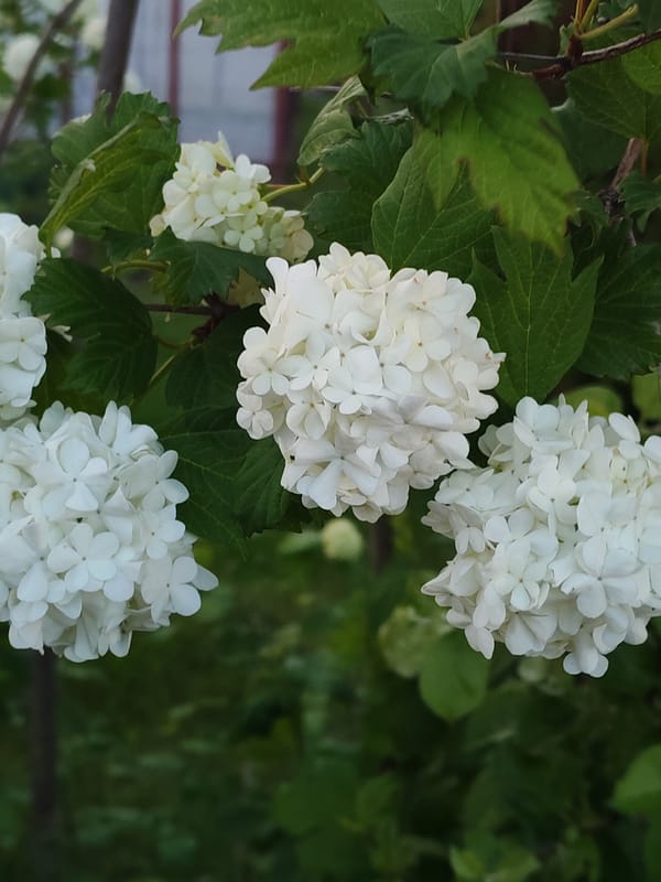 Spring suburban moments captured across unknown residential area