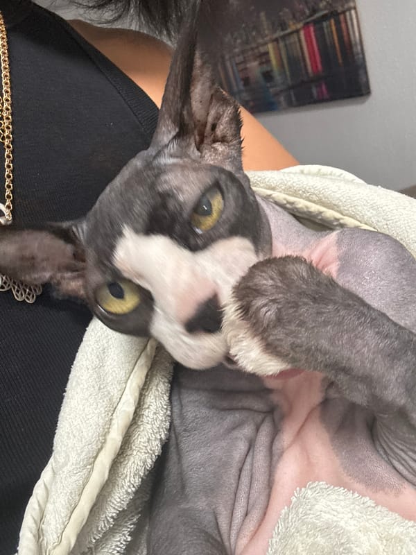 Evening cat care and street scenes documented in Netanya