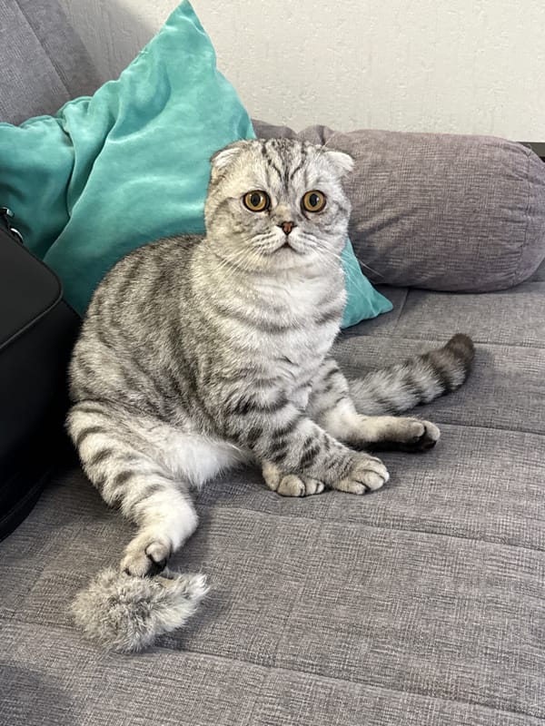 Scottish Fold cat spotted on couch in Yekaterinburg