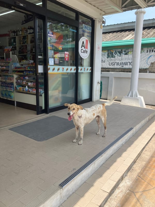 Dog spotted outside convenience store in Baan Plai Laem