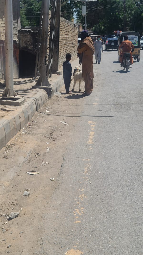 Morning street life documented in Quetta with livestock, motorcycles