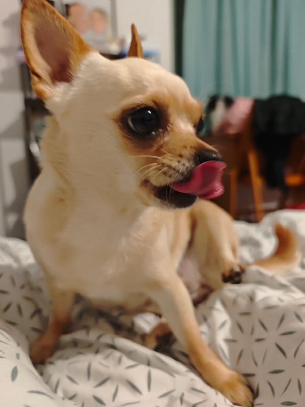 Sofia resident documents pet Chihuahua and Levski football memorabilia