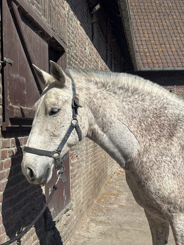 Horses observed at stable courtyard in Estaimpuis, Belgium