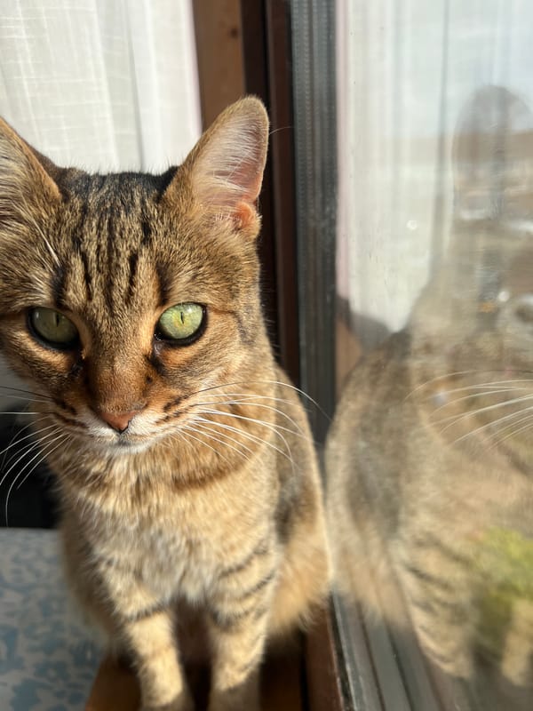 Tabby cat photographed in multiple poses in Beverwijk home