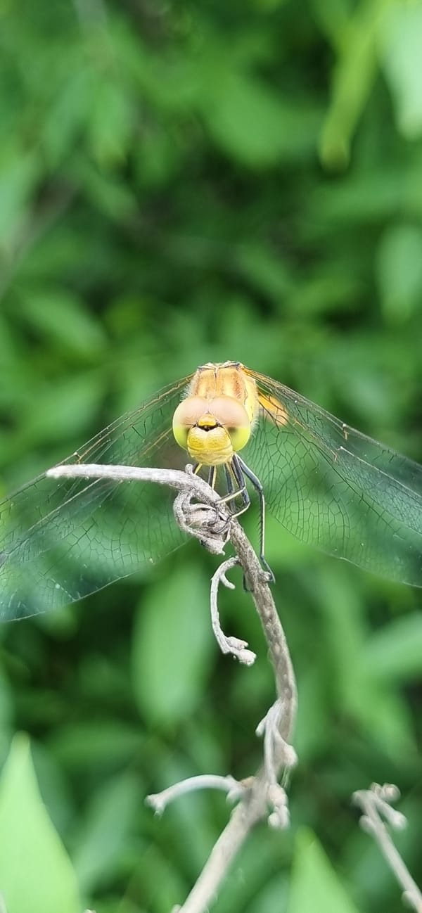 Summer afternoon in Blizhnee: insects, garden finds, and homemade food