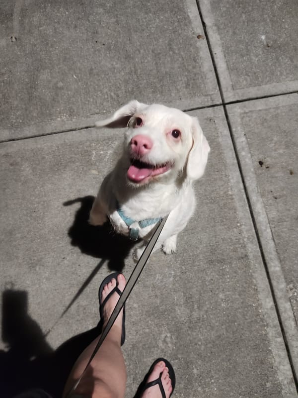 Late-night stroll with a white dog through Uptown Altamonte Springs