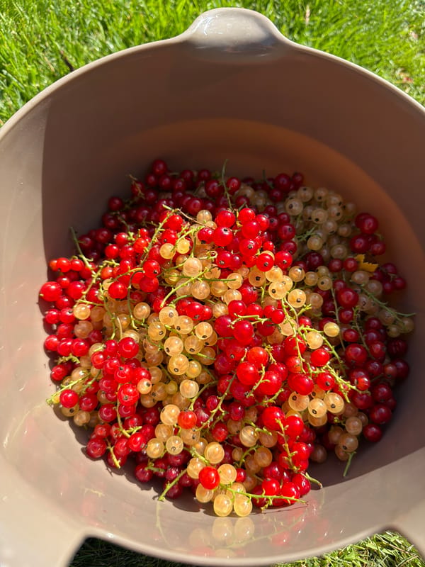Fresh red and white currants harvested from a Lommedalen garden