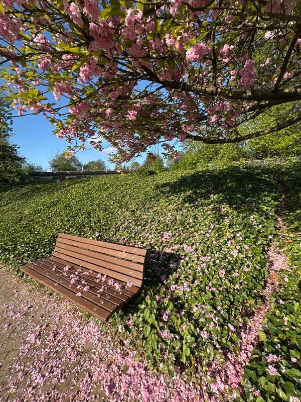 Cherry blossoms bloom in Coquitlam park under clear skies