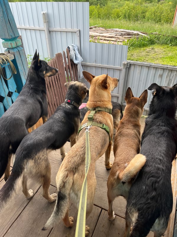 Dogs, cats, and a butterfly in a Nizhny Tagil backyard