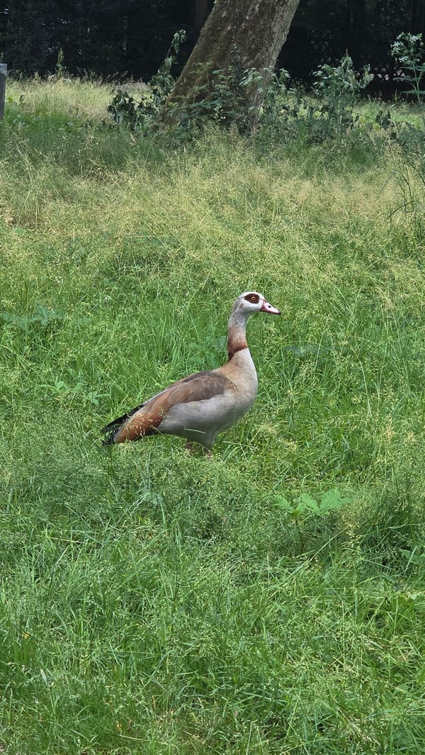 Egyptian Geese families spotted in Frankfurt parks during afternoon