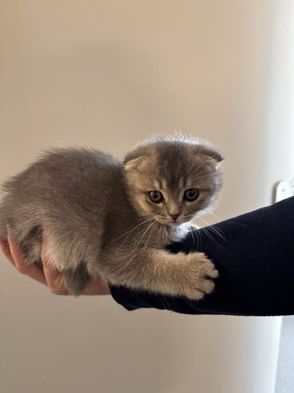 Scottish Fold kitten photographed indoors in Strasbourg