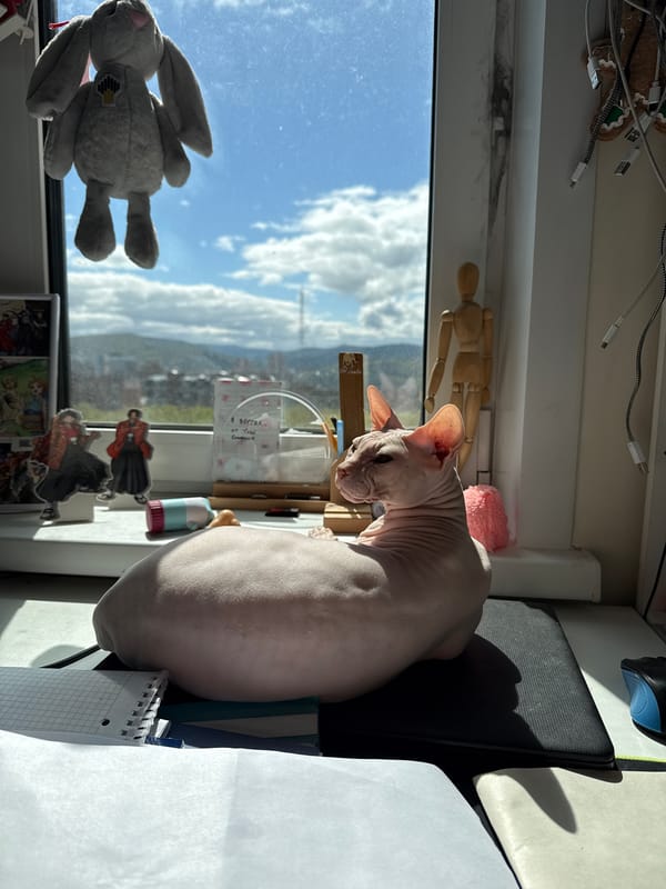 Sphynx cat spotted in early morning Krasnoyarsk apartment