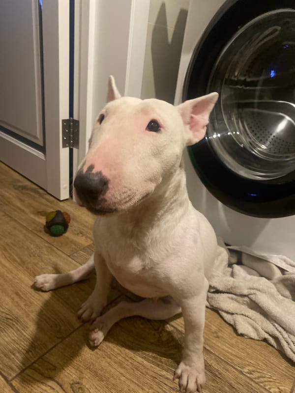 Bull Terrier relaxes at home in Industrialny, Russia