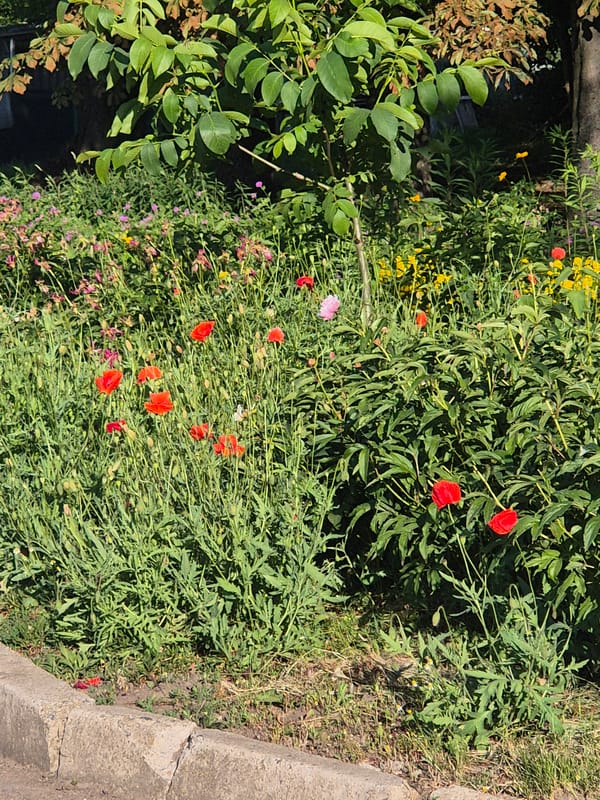 Village life in Sozonivka, Ukraine — gardens, roads, and a cat